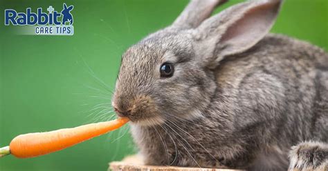 Mysterious Legends: The Deadly Rabbits and the Mythical Carrot